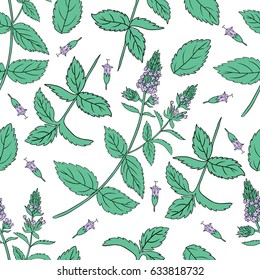 Mint leaves, peppermint buds isolated on white background, Hand drawn vector seamless floral pattern, spicy herb, kitchen texture, Doodle cooking ingredient for design package tea, wallpaper, cosmetic