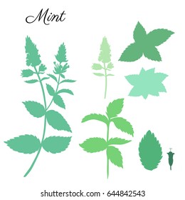 Mint leaves, peppermint buds isolated on white background, Hand drawn vector floral silhouette, spicy kitchen green herb, Doodle cooking ingredient for design package herbal tea, cosmetic, medicine