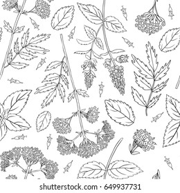 Mint leaves, peppermint buds, Valeriana officinalis isolated on white background, Hand drawn vector seamless floral pattern, spicy herbs, kitchen texture, Cooking ingredient for design package tea