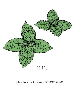 Mint leaves plant in sketch style on white background. Nature vector. Cooking food illustration design. Isolated drawing.