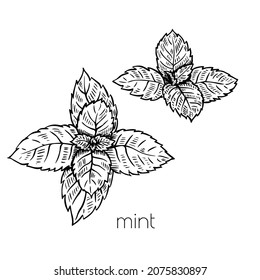Mint leaves plant in sketch style on white background. Nature vector. Cooking food illustration design. Isolated drawing