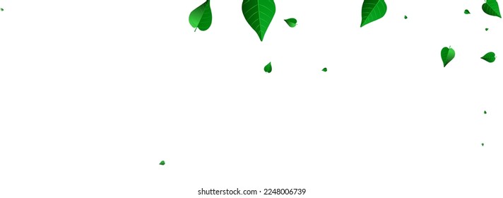 Mint Deja Una Plantilla De Fondo Blanco Panorámico De Vector Realista. Cartel de la caída de los verdes. Afiche de la Naturaleza del Foliage Forestal. Sucursal De Hojas.