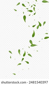 Mint Leaves Realistic Vector Transparent Background Pattern. Forest Foliage Border. Swamp Greens Transparent Design. Leaf Swirl Illustration.