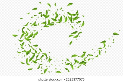 Mint Leaves Realistic Vector Transparent Background Template. Spring Leaf Concept. Grassy Foliage Motion Pattern. Greens Falling Brochure.