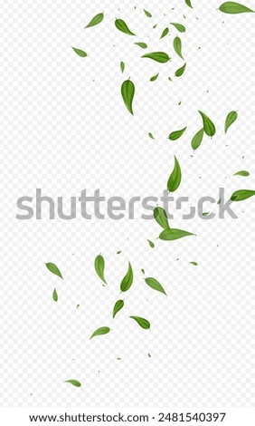 Mint Leaves Realistic Vector Transparent Background Pattern. Forest Foliage Border. Swamp Greens Transparent Design. Leaf Swirl Illustration.