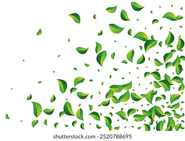 Mint Leaves Realistic Vector White Background. Tea Leaf Wallpaper. Grassy Greens Blur Concept. Foliage Fresh Banner.