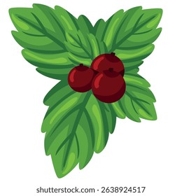 Mint leaves and ripe bright lingonberry berries on a white background, vector hand drawing on a transparent background.