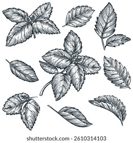 Mint leaves set isolated on white background. Vector hand drawn sketch illustration. Cooking spices herb icons and design elements