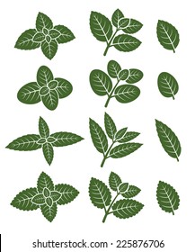 Mint leaves set. Vector