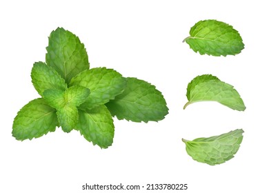 Mint leaves set. Vector illustration.