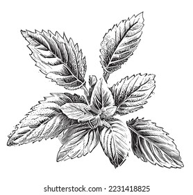 Mint leaves sketch hand drawn engraved style Vector illustration