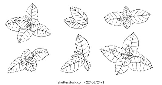 Mint leaves sketch linear.Vector graphics.