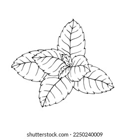 Mint leaves sketch linear.Vector graphics.	