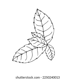 Mint leaves sketch linear.Vector graphics.	
