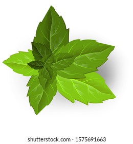 Mint leaves in sketch style. Vector illustration art. Herbal medicine. Isolated illustration element. Fresh mint leaf