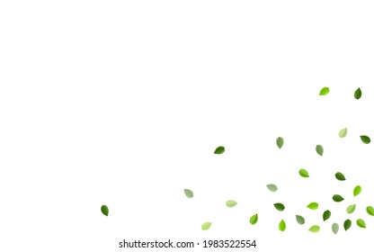 Mint Leaves Spring Vector Border. Abstract Greens Backdrop. Swamp Foliage Fly Design. Leaf Tea Wallpaper.