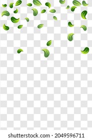Mint Leaves Spring Vector Transparent Background Design. Organic Leaf Pattern. Olive Foliage Fly Concept. Greens Blur Brochure.