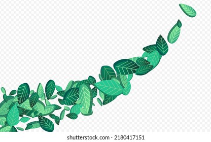 Mint Leaves Spring Vector Transparent Background Brochure. Organic Foliage Template. Grassy Greens Wind Branch. Leaf Tea Border.