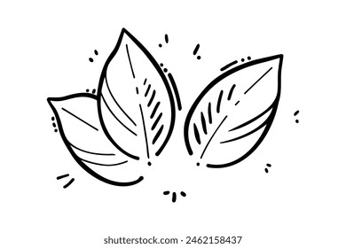 Mint leaves stilyzed doodle drawing, leaves set contour, isolated on white background.