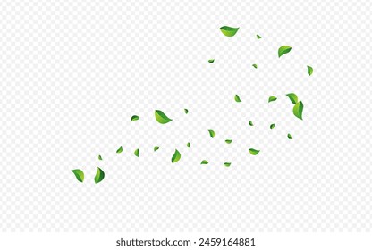 Fondo Transparente De Vector De Remolino De Hojas De Menta. Folleto de material rodante. Fondo de pantalla de primavera Green Greens. Planta de viento de hoja.