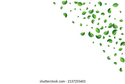 Mint Deja El Vector Swirl Fondo Blanco. Rama de follaje forestal. Afiche De La Mosca De Lime Leaf. Fondo de ecología verde.