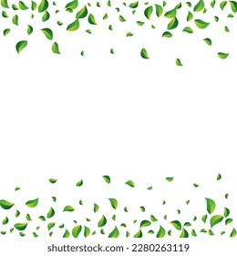 Mint Leaves Swirl Vector White Background. Realistic Leaf Brochure. Swamp Greens Fresh Plant. Foliage Forest Border.