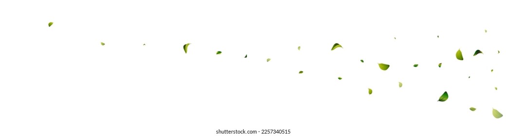 Mint Leaves Swirl White Panoramic Vector Background Template. Spring Leaf Illustration. Grassy Greens Ecology Plant. Foliage Forest Backdrop.