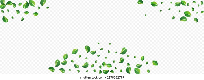 Mint Leaves Tea Vector Panoramic Transparent Background. Nature Greens Brochure. Swamp Leaf Fresh Pattern. Foliage Falling Plant.