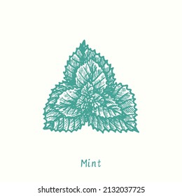 Mint verlässt die Draufsicht.  Ink-Schwarz-Weiß-Doodle-Zeichnung im Holzschnitt-Stil