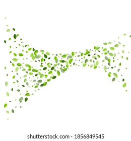 Mint Leaves Tree Vector Brochure. Falling Foliage Concept. Olive Leaf Herbal Design. Greens Abstract Pattern.