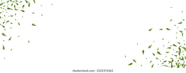 Mint Leaves Tree Vector Panoramic White Background Design. Transparent Leaf Poster. Forest Foliage Organic Brochure. Greens Falling Branch.