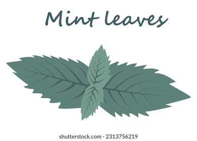 Mint leaves in trendy shades with lettering on a transparent background. Sticker. Icon. Isolate. EPS