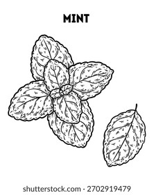 Ilustración de dibujo de Vector de hojas de menta. Boceto dibujado a mano. Boceto de planta medicinal de Antiguas