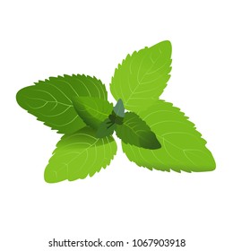 Mint Leaves Vector Illustration Stock Vector (Royalty Free) 1067903918 ...