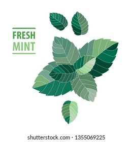 Mint leaves vector illustration