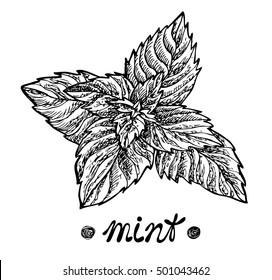 Mint leaves.. Vector illustration for design menus, recipes and packages product.