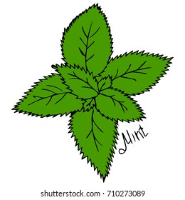 mint leaves vector illustration. Fresh mint leaf. Vector menthol healthy aroma. Herbal nature plant. Spearmint green leafs