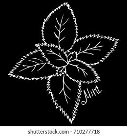 mint leaves vector illustration. Fresh mint leaf. Vector menthol healthy aroma. Herbal nature plant. Spearmint green leafs