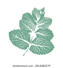 Mint leaves vector illustration with grunge stamp texture in pastel green palette for organic product packaging design tea brand branding cosmetics identity and herbal beverage menu card isolated on white background