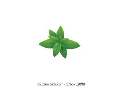 Mint leaves vector illustration isolated on white background