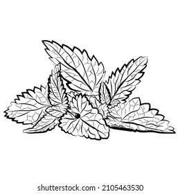 Mint Leaves vector line art