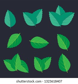 Mint leaves vector logo. Mint leaf vector illustration