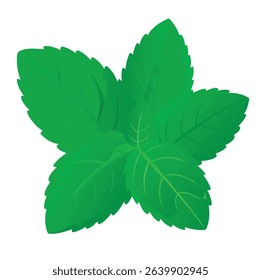 Mint Leaves Vector on White Background