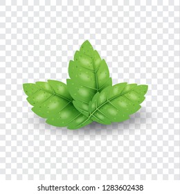 mint leaves vector with realist and editable concepts