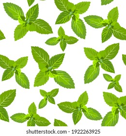 Mint leaves vector seamless pattern