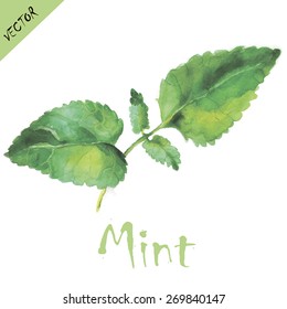 Mint leaves in watercolors. Vector illustration.