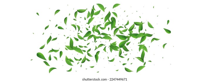Mint Leaves Wind Vector Panoramic White Background Wallpaper. Blur Greens Backdrop. Swamp Leaf Fresh Pattern. Foliage Falling Border.