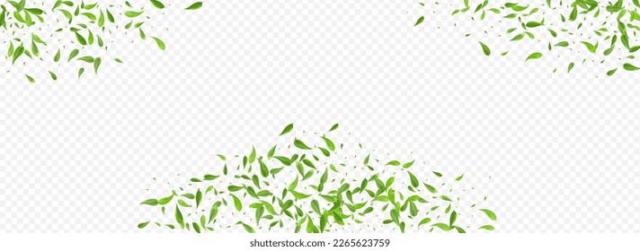 Mint Leaves Wind Vector Panoramic Transparent Background Branch. Forest Leaf Design. Forest Foliage Nature Concept. Greens Ecology Template.