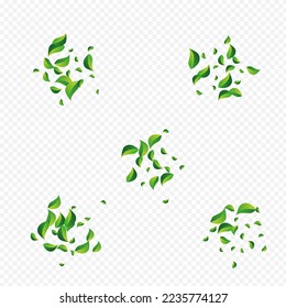 Mint Leaves Wind Vector Transparent Background. Herbal Greens Illustration. Lime Leaf Transparent Concept. Foliage Falling Brochure.