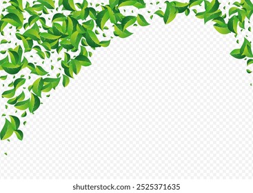 Mint Leaves Wind Vector Transparent Background. Blur Greens Wallpaper. Green Leaf Tea Concept. Foliage Falling Plant.